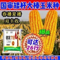 超高产玉米种，抗性强产量高棒子大，抗虫抗病抗倒伏原装正品