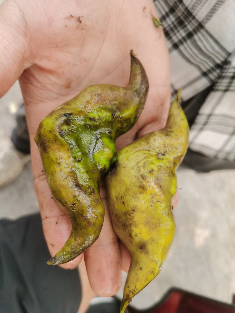 淮河大青菱大量上市，产地发货，一手货源，保质保量欢迎咨询