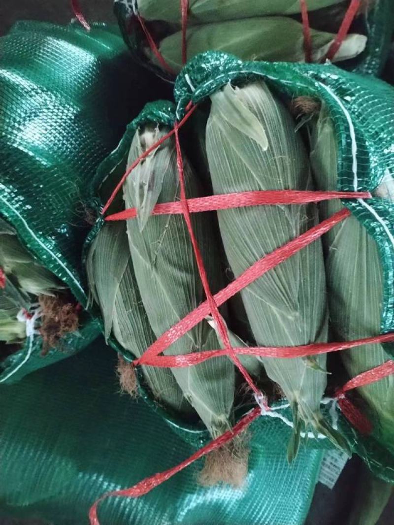 云南精品玉米太阳花双色花糯白糯/各种蔬菜