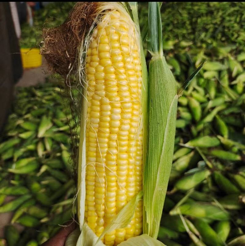 云南精品玉米太阳花双色花糯白糯/各种蔬菜