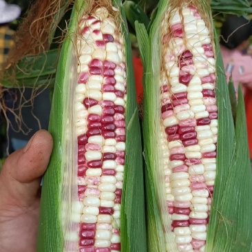 云南精品玉米太阳花双色花糯白糯/各种蔬菜