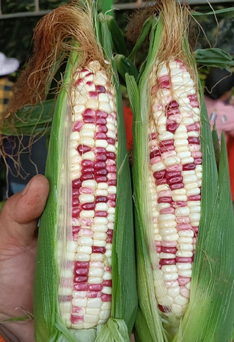 云南精品玉米太阳花双色花糯白糯/各种蔬菜