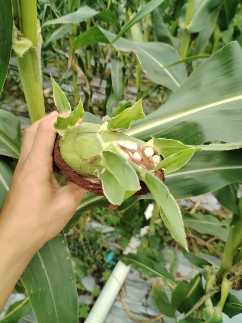 云南精品玉米太阳花双色花糯白糯/各种蔬菜