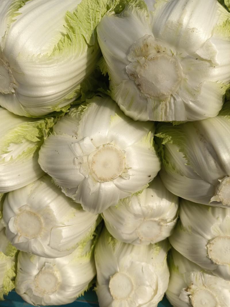 大白菜黄心白菜大量供应，质优价廉欢迎各位客商光临选购