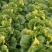 大白菜黄心白菜大量供应，质优价廉欢迎各位客商光临选购