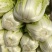 大白菜黄心白菜大量供应，质优价廉欢迎各位客商光临选购
