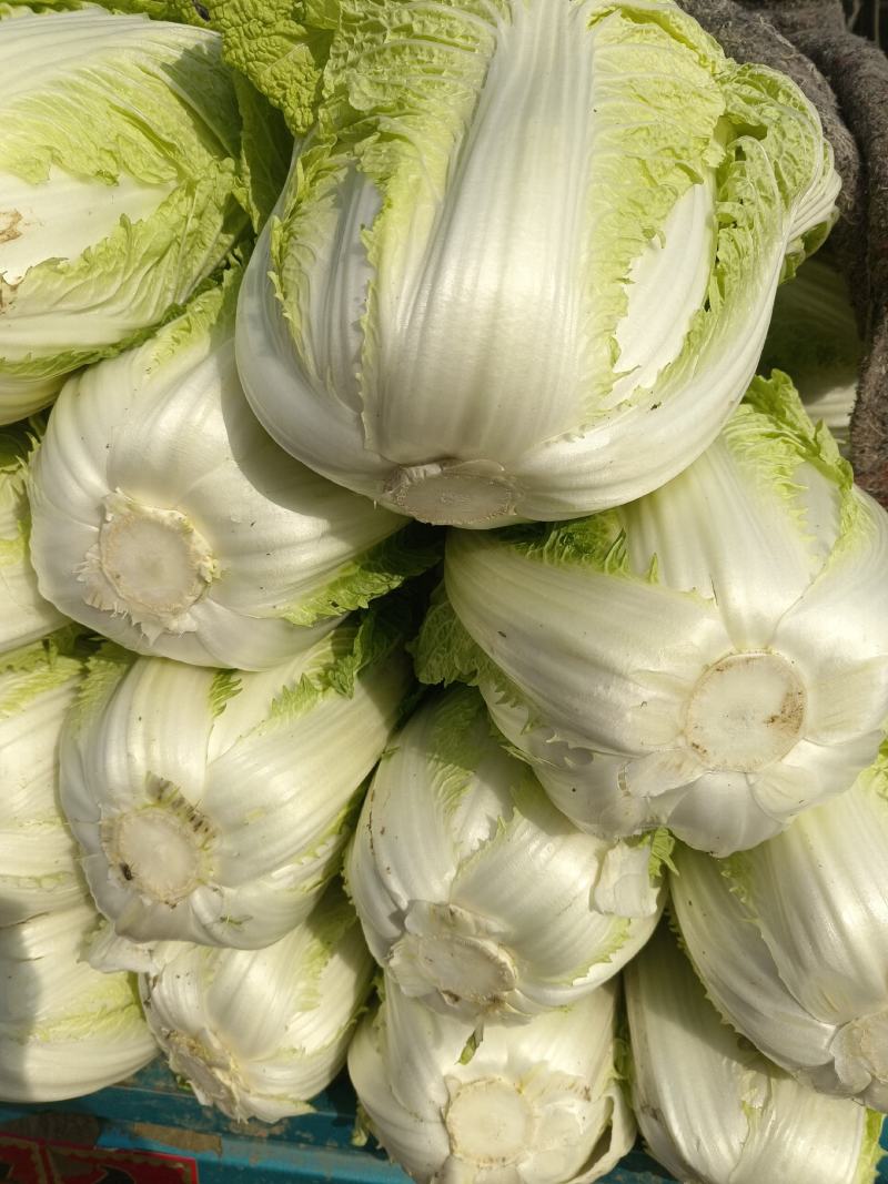 大白菜黄心白菜大量供应，质优价廉欢迎各位客商光临选购