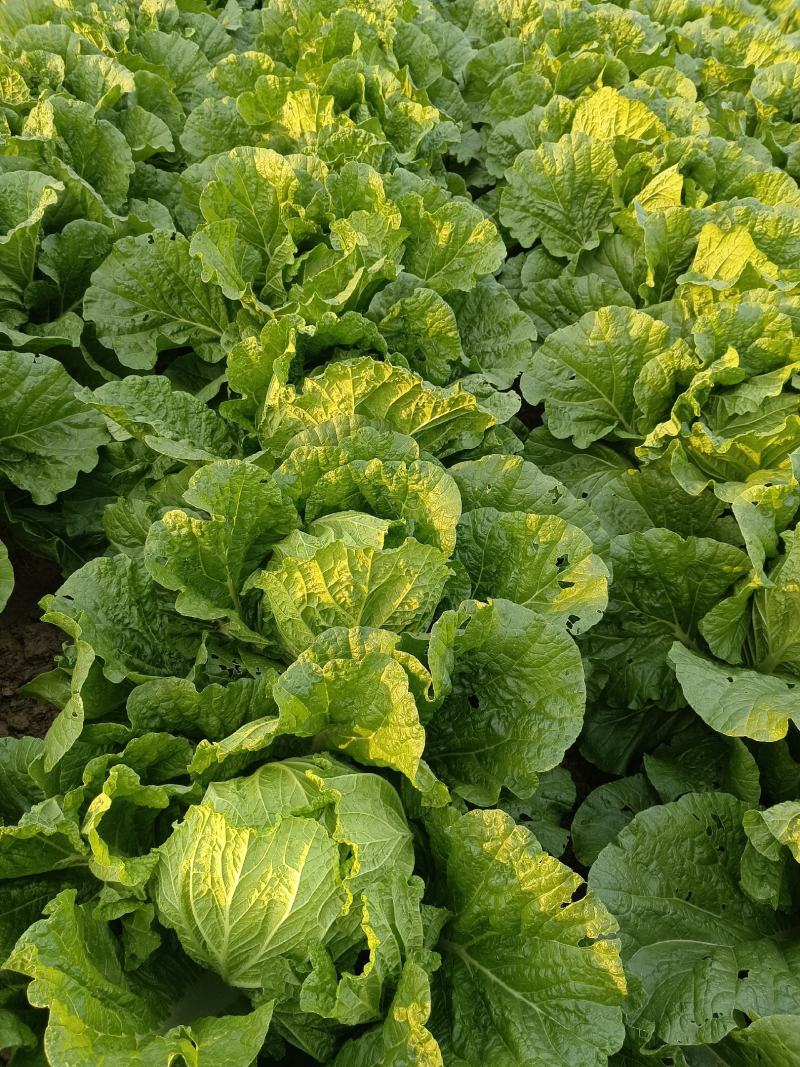 大白菜黄心白菜大量供应，质优价廉欢迎各位客商光临选购
