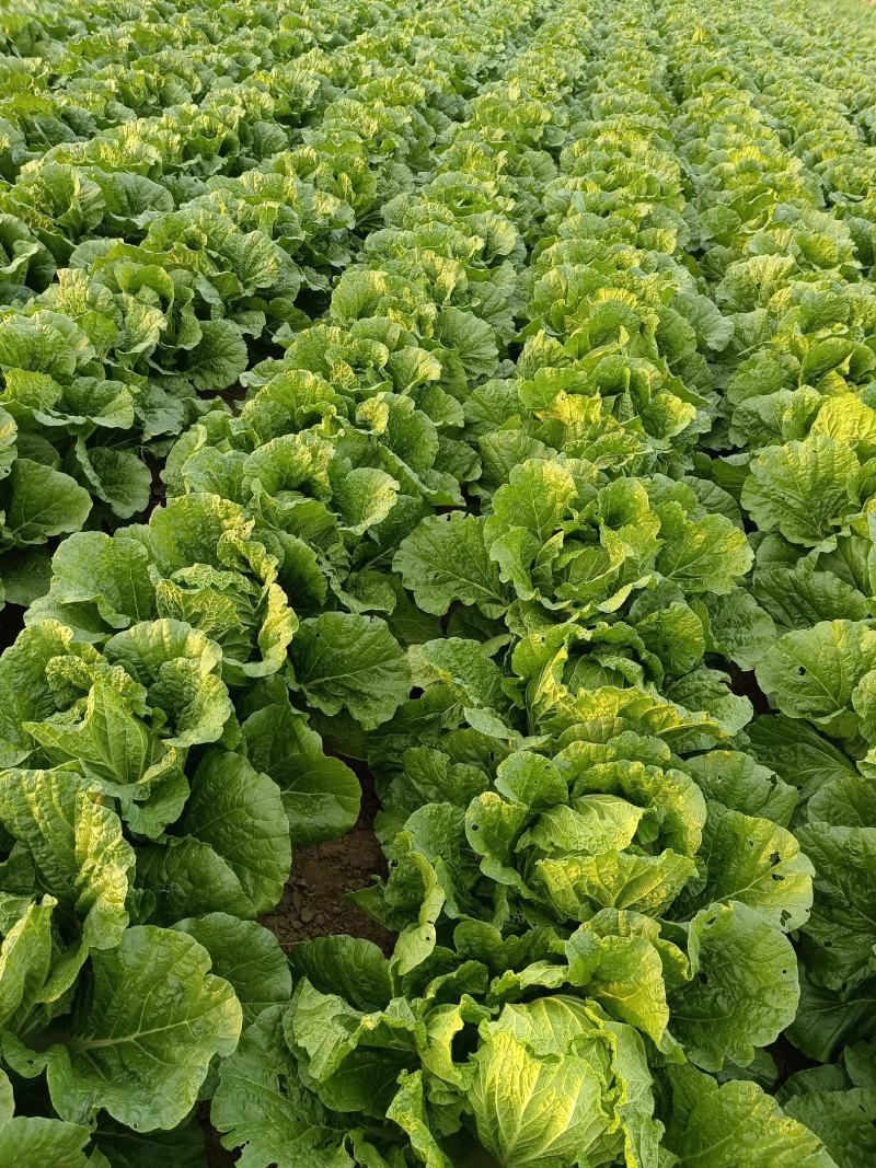 大白菜黄心白菜大量供应，质优价廉欢迎各位客商光临选购