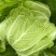 大白菜黄心白菜大量供应，质优价廉欢迎各位客商光临选购