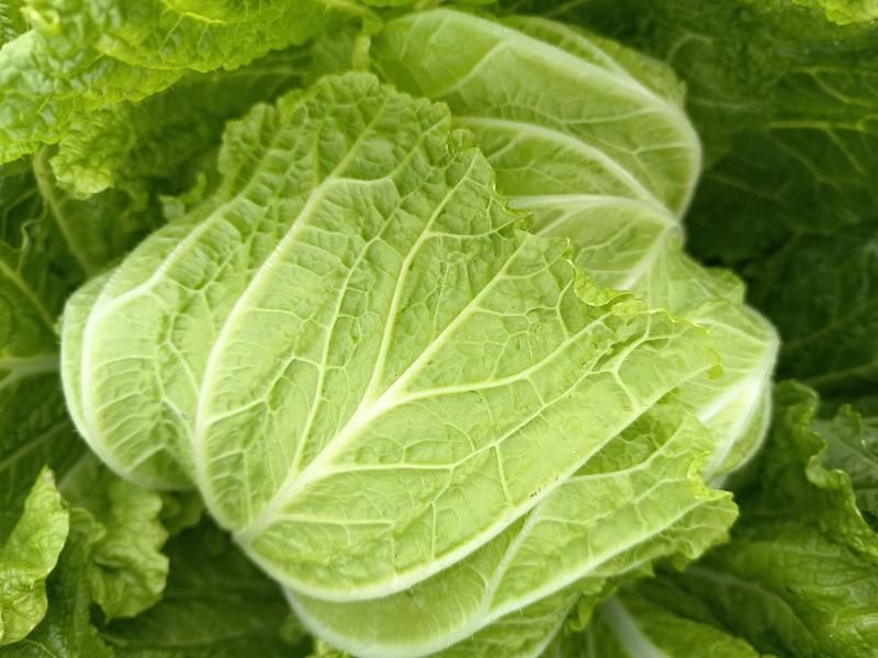 大白菜黄心白菜大量供应，质优价廉欢迎各位客商光临选购