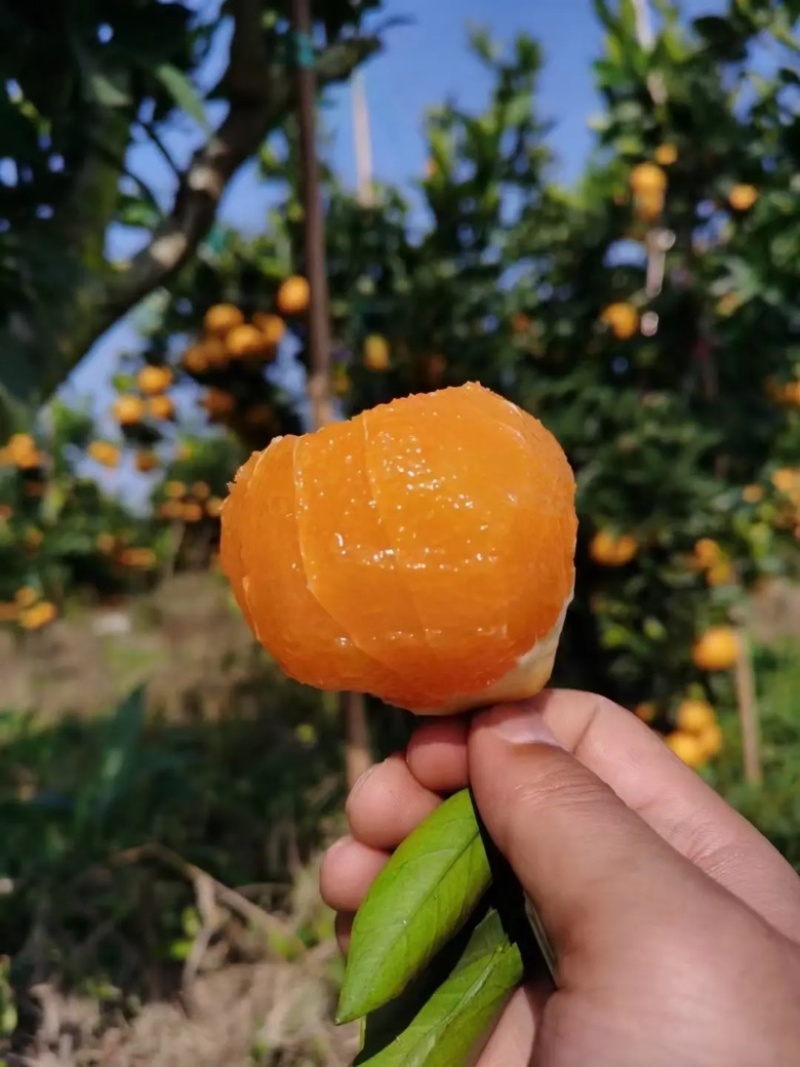 九月红湖北果冻橙皮薄多汁口感甜果园看货订货