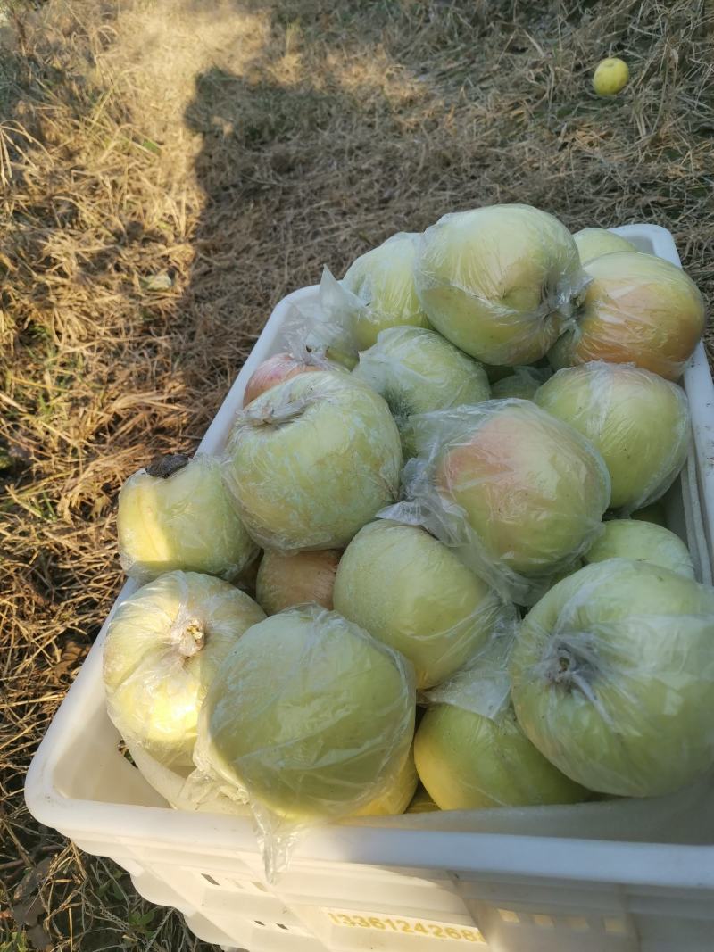 胶南明月苹果85以上大果