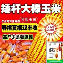 高产玉米种抗病抗倒伏大马牙农科院正品