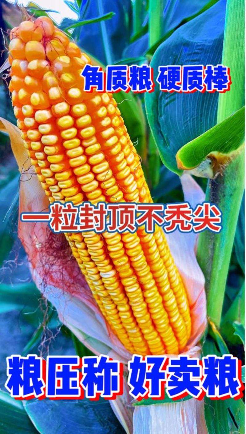 高产玉米种抗病抗倒伏大马牙农科院正品