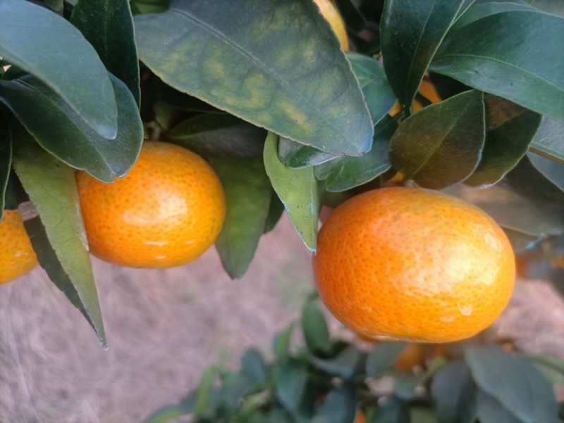 广西桂林金秋砂糖橘大量有货，欢迎各位老板对接