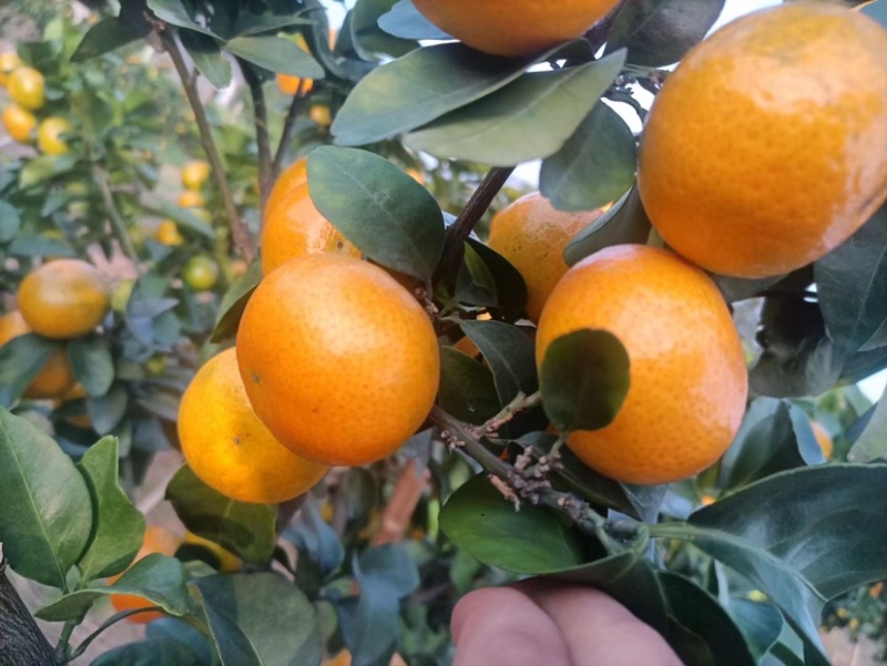 广西桂林金秋砂糖橘大量有货，欢迎各位老板对接