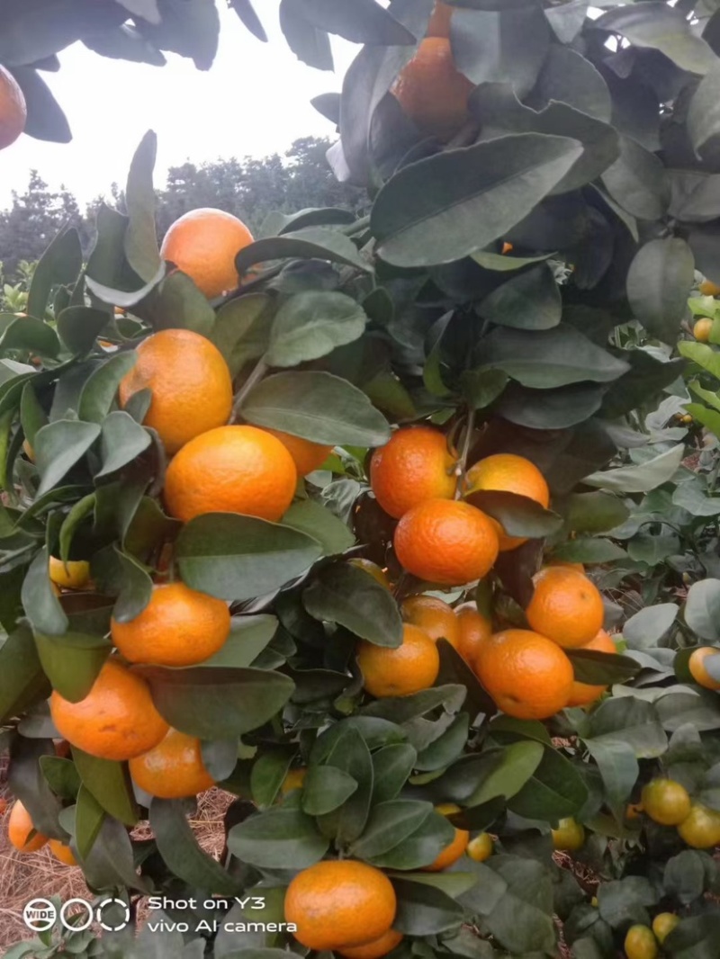 广西桂林金秋砂糖橘大量有货，欢迎各位老板对接