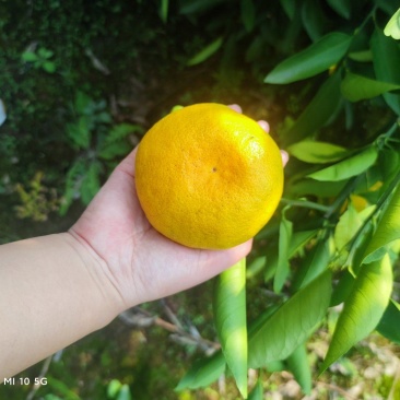 云南高山特早蜜橘大量上市电商货一手货源货量充足