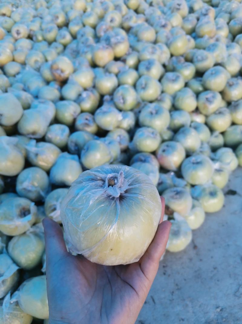黄岛区宝山明月现货，5万斤