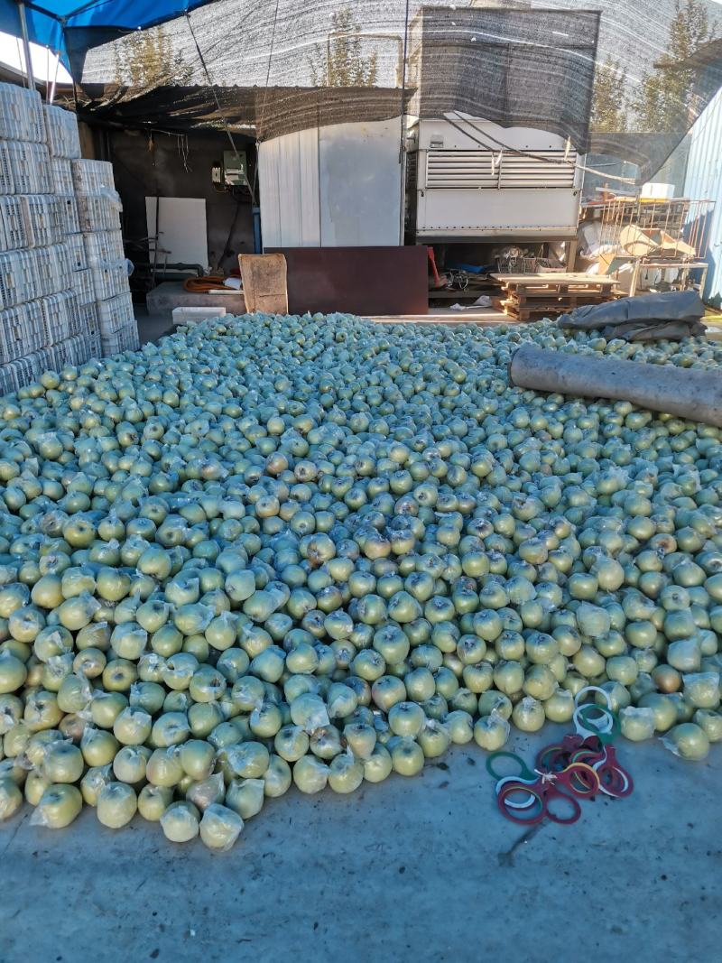 黄岛区宝山明月现货，5万斤