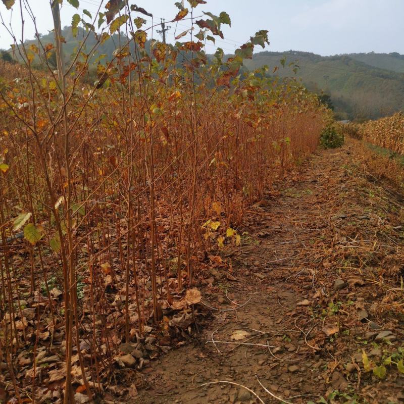 二年‘白桦裸根苗白桦华树苗基地直发大量供货欢迎资询