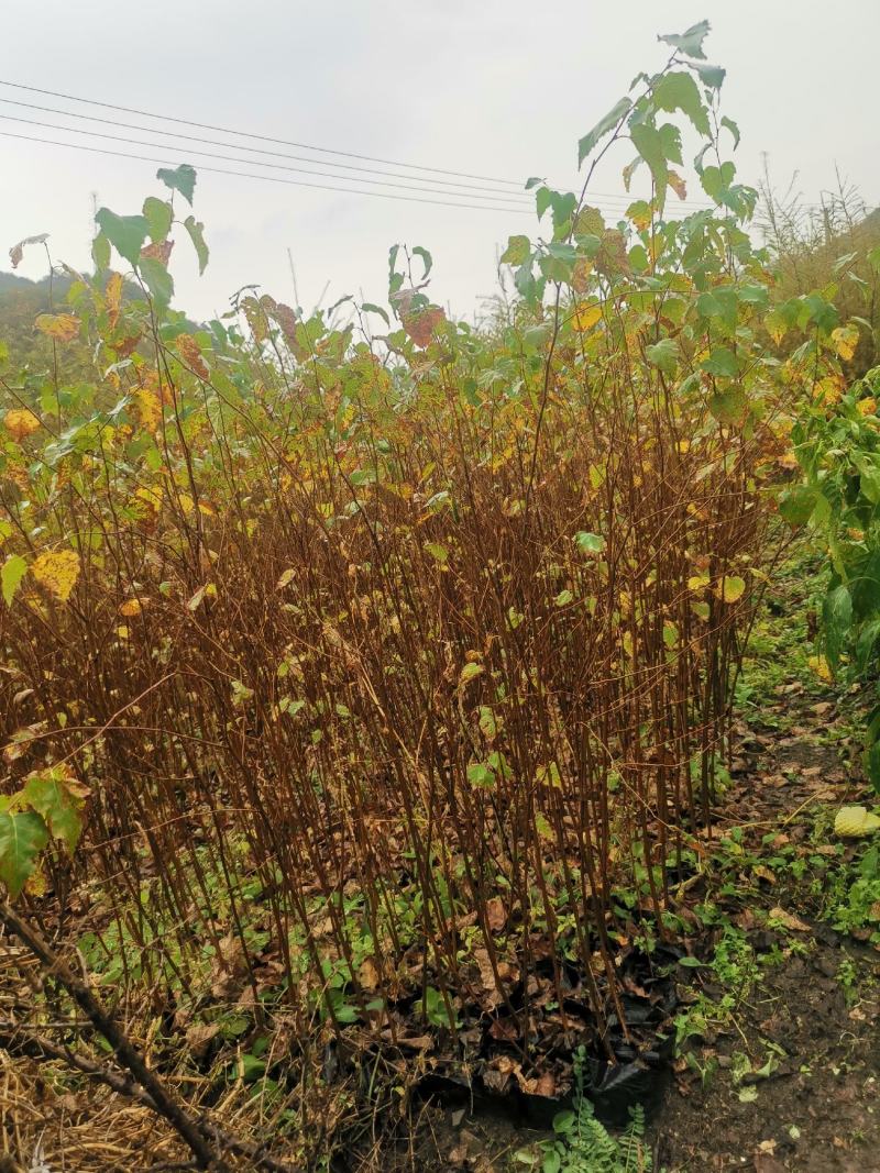 二年‘白桦裸根苗白桦华树苗基地直发大量供货欢迎资询