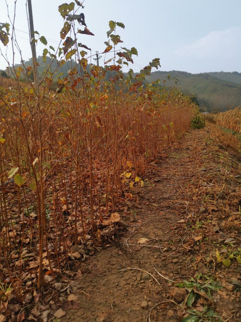 二年‘白桦裸根苗白桦华树苗基地直发大量供货欢迎资询