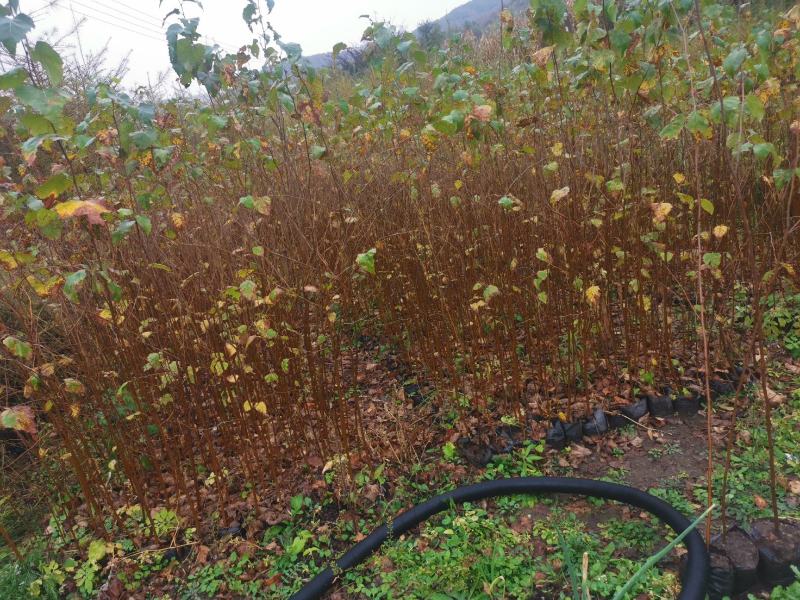 二年‘白桦裸根苗白桦华树苗基地直发大量供货欢迎资询