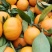 小叶桔，陕西小叶桔，汉中小叶桔，规格齐全果面干净