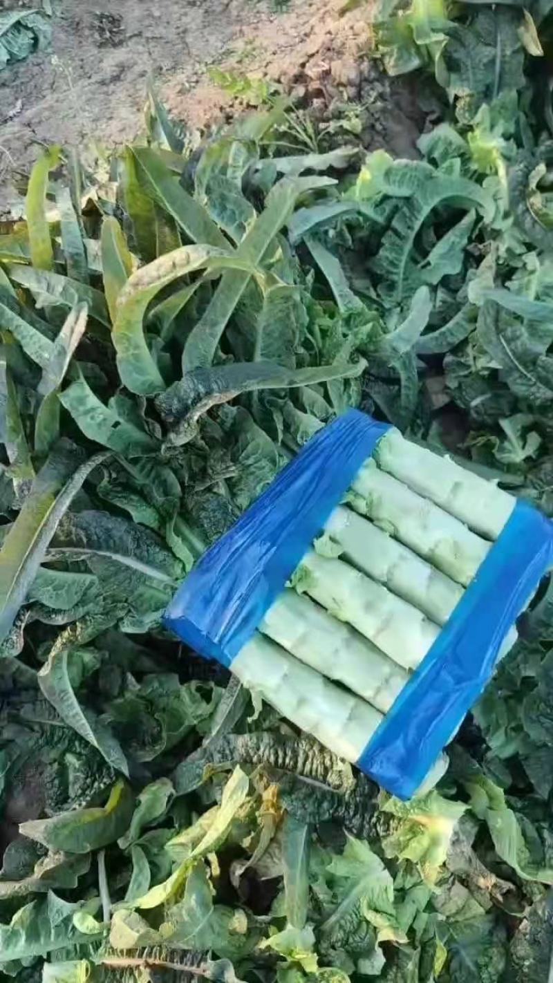 山东精品莴苣大量上市代发全国量大从优欢迎来电