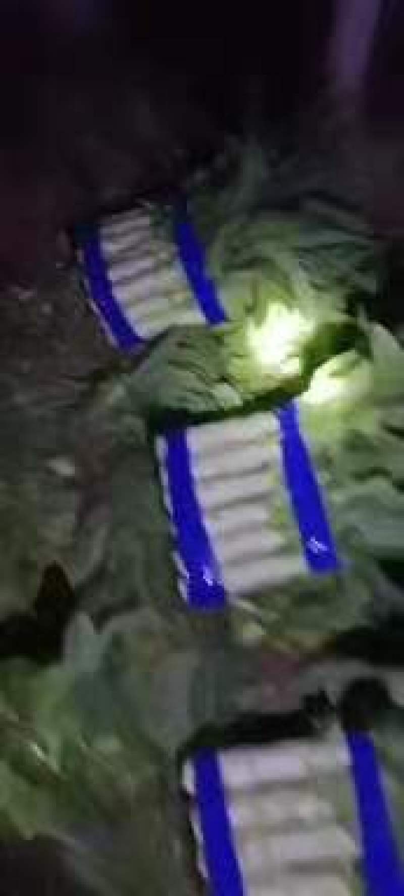 山东精品莴苣大量上市代发全国量大从优欢迎来电