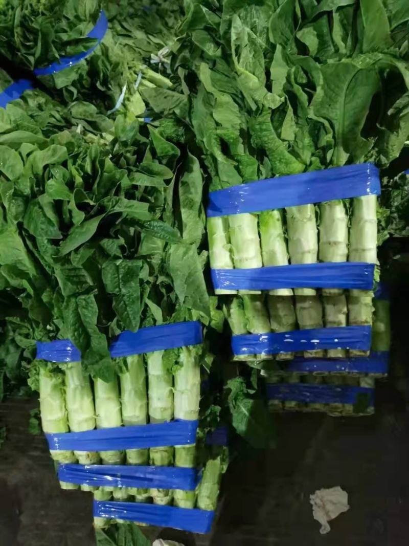 山东精品莴苣大量上市代发全国量大从优欢迎来电