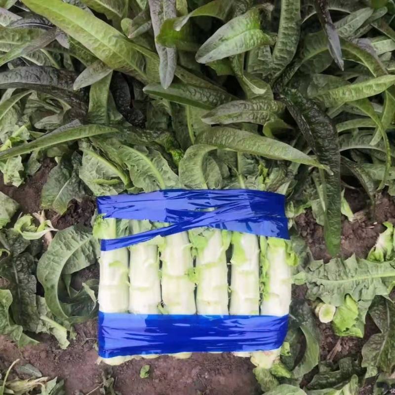山东精品莴苣大量上市代发全国量大从优欢迎来电