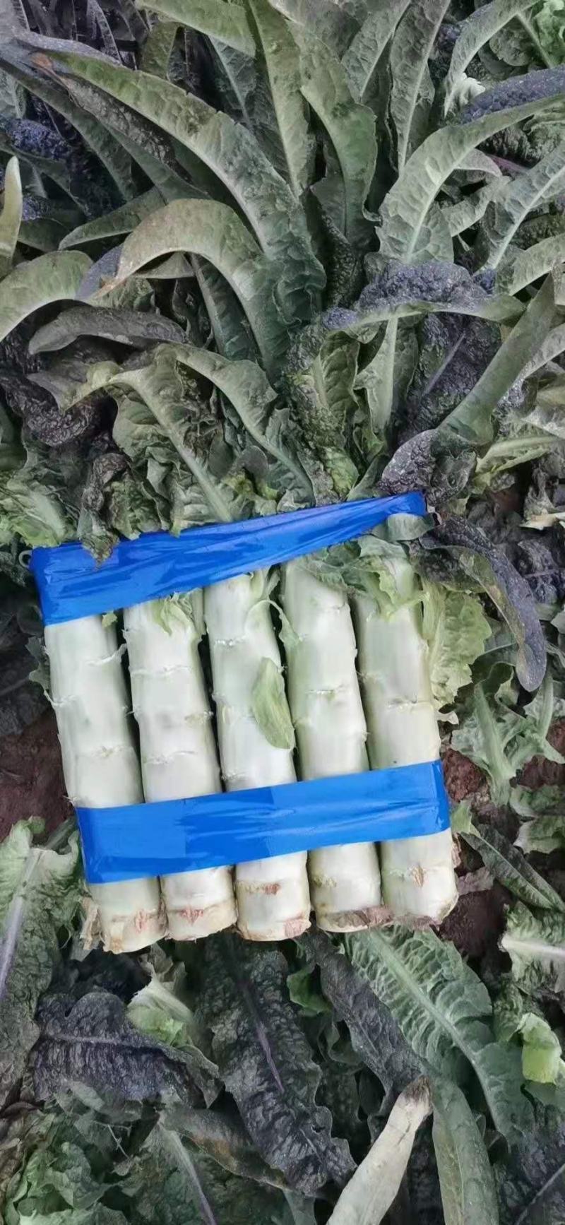 山东精品莴苣大量上市代发全国量大从优欢迎来电