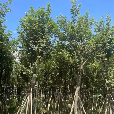 多花黄花风铃木5～15公分基地直发规格齐全质量优质