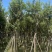 多花黄花风铃木5～15公分基地直发规格齐全质量优质