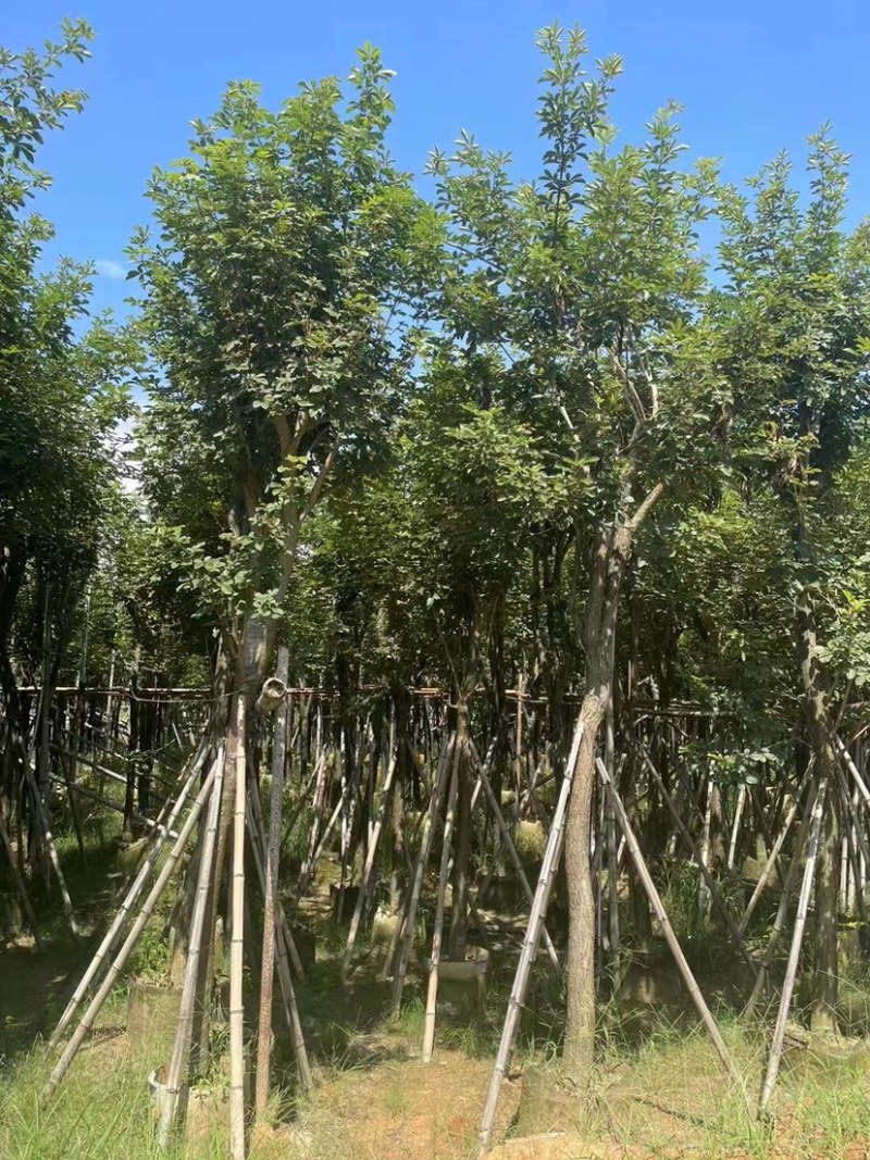 多花黄花风铃木5～15公分基地直发规格齐全质量优质