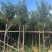 多花黄花风铃木5～15公分基地直发规格齐全质量优质