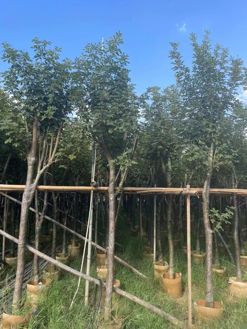 多花黄花风铃木5～15公分基地直发规格齐全质量优质
