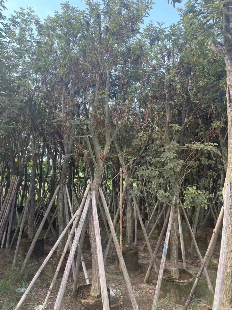 多花黄花风铃木5～15公分基地直发规格齐全质量优质