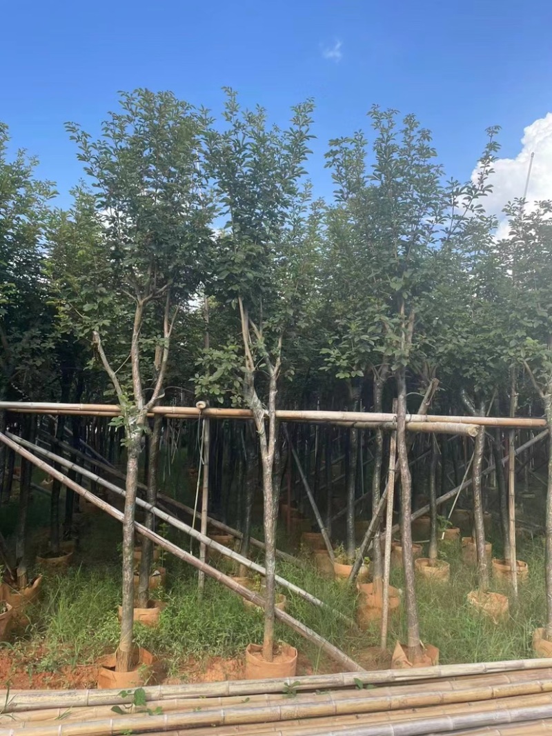 多花黄花风铃木5～15公分基地直发规格齐全质量优质
