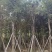 多花黄花风铃木5～15公分基地直发规格齐全质量优质