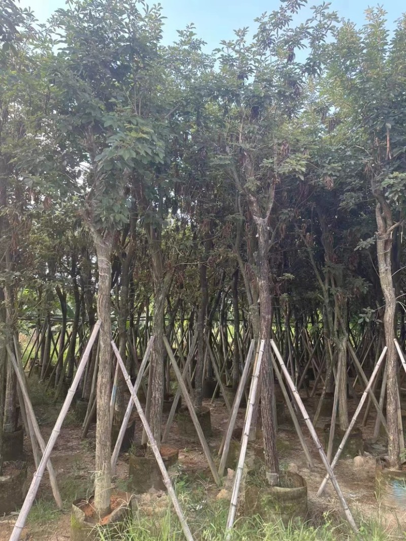 多花黄花风铃木5～15公分基地直发规格齐全质量优质