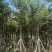 多花黄花风铃木5～15公分基地直发规格齐全质量优质