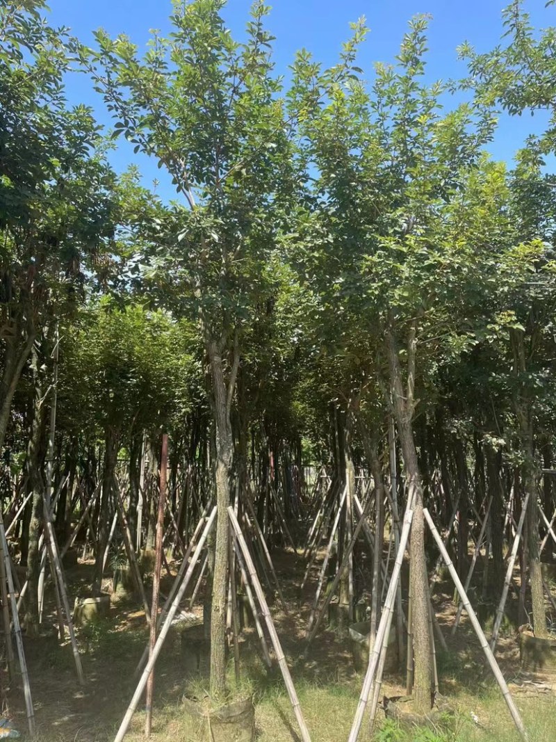 多花黄花风铃木5～15公分基地直发规格齐全质量优质