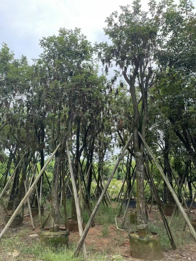多花黄花风铃木5～15公分基地直发规格齐全质量优质