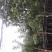 黄花风铃木