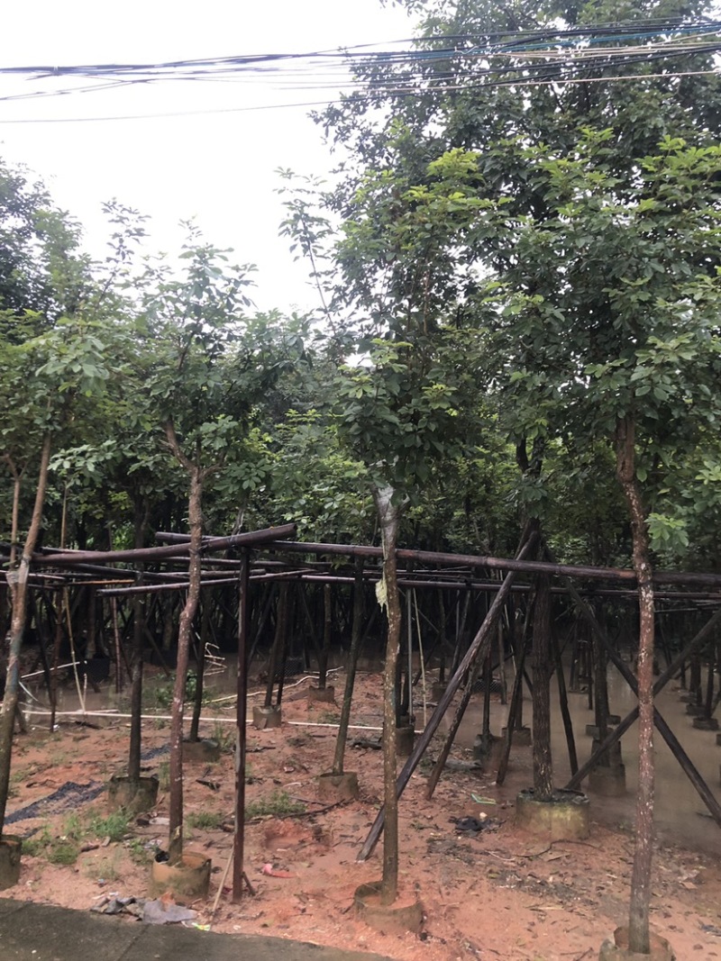 黄花风铃木