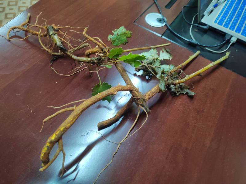 博罗茴苗，博罗茴，空桶干，博落回叶，博罗回果荚